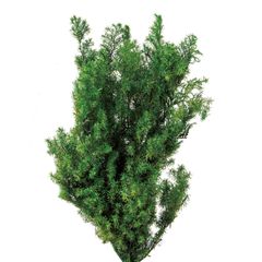 Item thumbnail for item 45a664e3-f76d-41e3-a0a7-fab00fde9beb