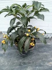 ようせい様専用ページ