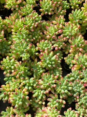 発売中　乙女心　50株 抜き苗　美苗　エケベリア　多肉植物　佐川発送 ZZ93