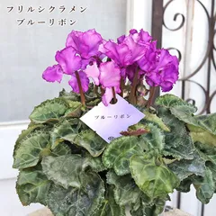 値引きセール 鉢花 シクラメン ブルーリボン 5号 多年草 紫 おしゃれ シック 冬 春 よく咲く 室内のサムネイル