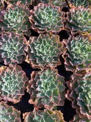 2026年最新】ブルーフォックス 多肉の人気アイテム - メルカリ