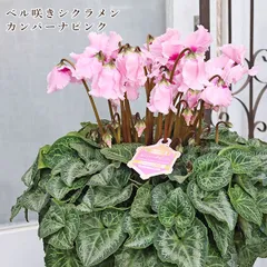 値引きセール 現品販売 鉢花 ベル咲き シクラメン カンパーナピンク 6号 多年草 豪華 おしゃれ かわいい 受賞品種のサムネイル