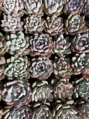 2025年最新】コロラータの人気アイテム - メルカリ