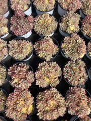 オープン記念セール ピンクウィッチ石化 32株 抜き苗 美苗 エケベリア