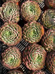 オープン記念セール ピンクウィッチ石化 32株 抜き苗 美苗 エケベリア