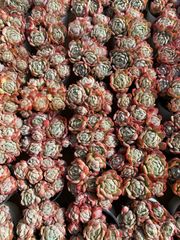 オープン記念セール ピンクウィッチ石化 32株 抜き苗 美苗 エケベリア