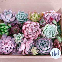 161 多肉植物寄せ植えセット