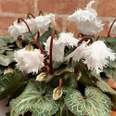 2025年最新】鉢花 寄せ植えの人気アイテム - メルカリ