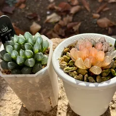 2025年最新】ハオルチア オブツーサ錦の人気アイテム - メルカリ