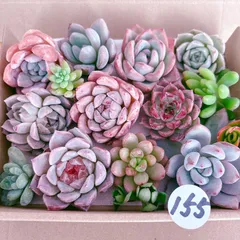 2025年最新】多肉植物 韓国苗 セットの人気アイテム - メルカリ