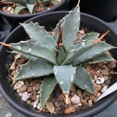 2025年最新】アガベ ネバデンシスの人気アイテム - メルカリ