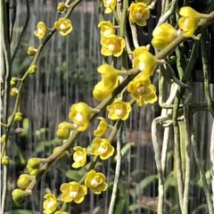 2026年最新】chiloschistaの人気アイテム - メルカリ