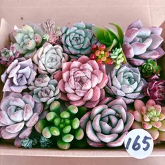 165 .157  おまとめです。りりこ様