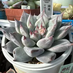 2025年最新】優木園の人気アイテム - メルカリ