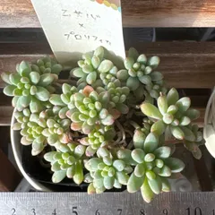 2026年最新】古都の葉の人気アイテム - メルカリ