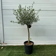 2025年最新】オリーブ ネバディロブランコの人気アイテム - メルカリ