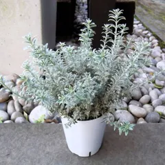 2026年最新】ウエストリンギアスモーキーの人気アイテム - メルカリ