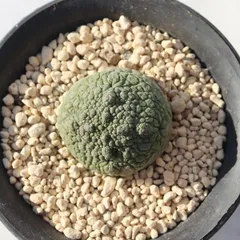 2025年最新】プセウドリトスの人気アイテム - メルカリ