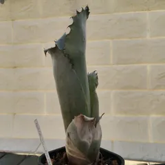 ホヘンベルギア　カーラ　No.001　鉢、送料込　メルカリ便 ホヘンベルギア カーラ No.001 鉢、送料込 メルカリ便