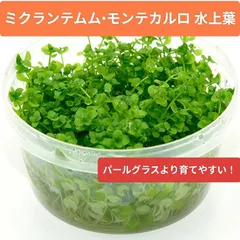 お待たせ致しました！コスパ最強 パールグラスより初心者向き！ ミクランテムム•モンテカルロ パールグラス系 水草 アクアリウムのサムネイル