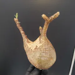 2025年最新】グラキリス ベアルートの人気アイテム - メルカリ