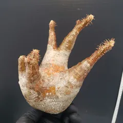 2025年最新】グラキリス ベアルートの人気アイテム - メルカリ