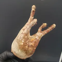 2025年最新】グラキリス ベアルートの人気アイテム - メルカリ