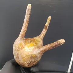 2025年最新】グラキリス ベアルートの人気アイテム - メルカリ