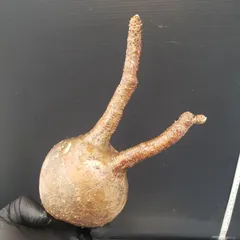 2025年最新】グラキリス 現地球の人気アイテム - メルカリ