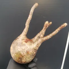 2025年最新】グラキリス ベアルートの人気アイテム - メルカリ