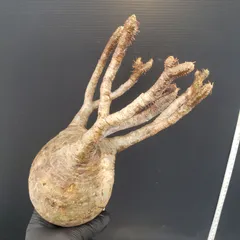 2025年最新】グラキリス 現地球の人気アイテム - メルカリ