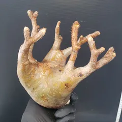 2025年最新】グラキリス ベアルートの人気アイテム - メルカリ