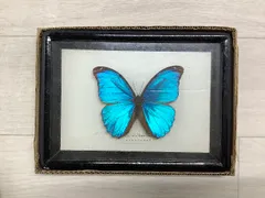 2026年最新】蝶標本 モルフォ蝶の人気アイテム - メルカリ