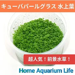 超人気水草！キューバパールグラス スモール パールグラス系 水草 アクアリウムのサムネイル