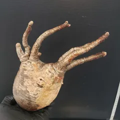 2025年最新】グラキリス 現地球の人気アイテム - メルカリ