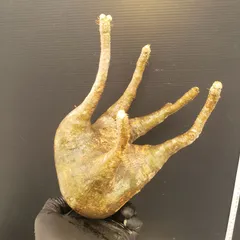 2025年最新】グラキリス 現地球の人気アイテム - メルカリ