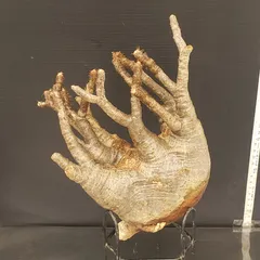 2025年最新】グラキリス ベアルートの人気アイテム - メルカリ