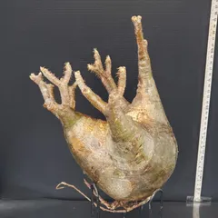 2025年最新】グラキリス ベアルートの人気アイテム - メルカリ