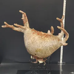 2025年最新】グラキリス ベアルートの人気アイテム - メルカリ