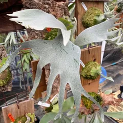 2026年最新】FSQ ビカクシダの人気アイテム - メルカリ