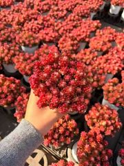 Z62×18苗 ベリー錦 新入荷 抜き苗 多肉植物 詰め合わせ アエオニウム