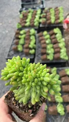 2025年最新】アエオニウム綴化の人気アイテム - メルカリ