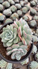 新入荷　パフ群生×8株 多肉植物　抜き苗　エケベリア　セダム　アエオニウム　韓国苗　寄せ植え　詰め合わせ ZA841