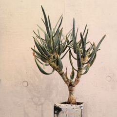 チレコドン シングラリス【現品】早いもの勝ち 鉢のまま発送 - メルカリ