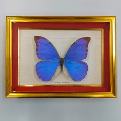 2025年最新】モルフォ 標本の人気アイテム - メルカリ