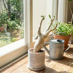 2025年最新】マカイエンセ の人気アイテム - メルカリ