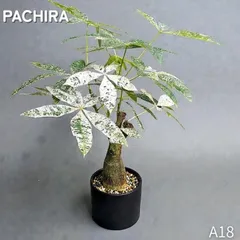 2025年最新】パキラミルキーウェイ接木の人気アイテム - メルカリ