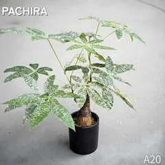 2026年最新】斑入りパキラの人気アイテム - メルカリ