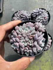 新入荷　サファイア群生×35株　多肉植物　抜き苗　エケベリア　セダム　アエオニウム　韓国苗　寄せ植え　詰め合わせ　MT639