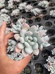 新入荷　パルファム群生×35株　多肉植物　抜き苗　エケベリア　セダム　アエオニウム　韓国苗　寄せ植え　詰め合わせ　MT654